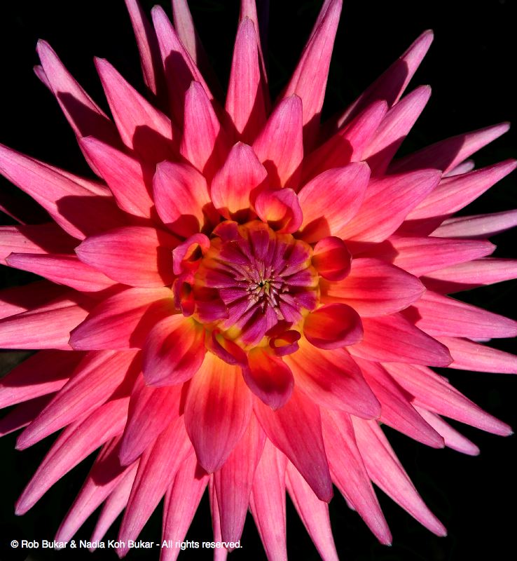 Dahlia, Golden Gate Park, San Francisco
