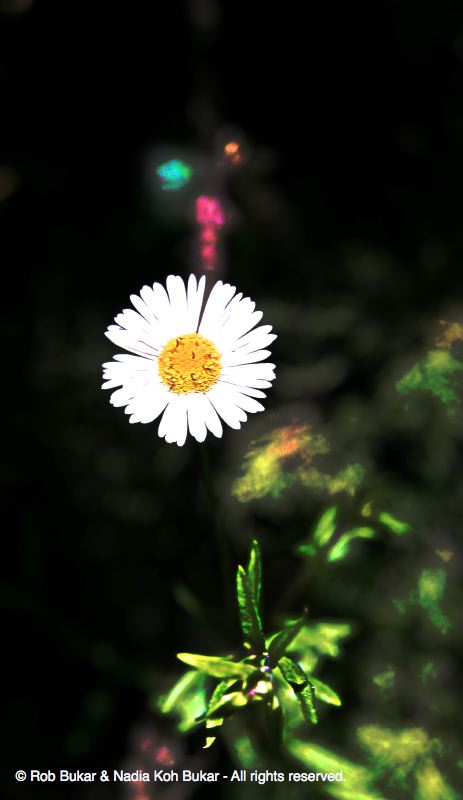 Small Flower in Front of My House