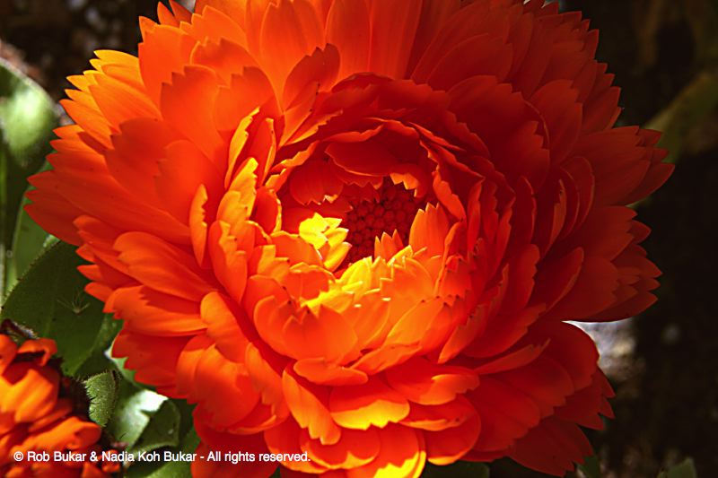 Orange Flower in Front of My House