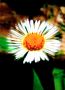 Macro Small Flower