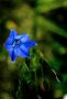 Blue Flower in Front of My House