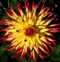 Dahlia, Golden Gate Park, San Francisco