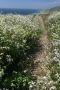 Wild Flowers, Point Reyes