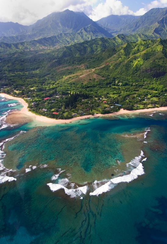 Coral, Na Pali Coast, Kauai