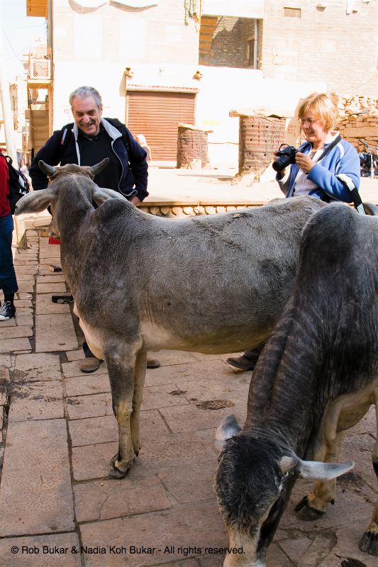 Kevin and Diane with some cows, Jaisalmer