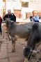 Kevin and Diane with some cows, Jaisalmer