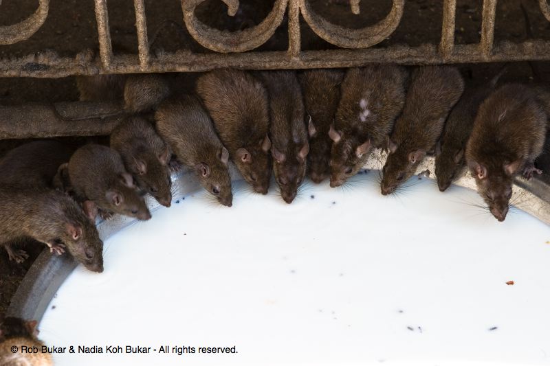 Rats, Karni Mata Temple, Deshnok, Bikaner
