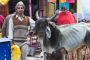 Man and Cow, Jaipur