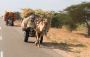 Tractor and Camel Cart, on the Road to Jaisalmer