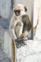 Monkey at Jain Temple, Ranakpur