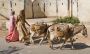 Transporting Rocks, Udaipur