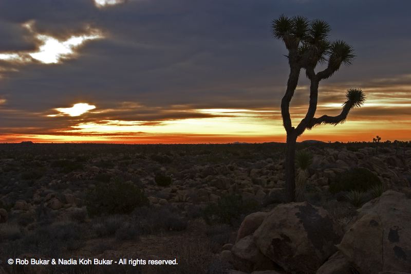 Joshua Tree, Bachelor Party, Feb. 2006