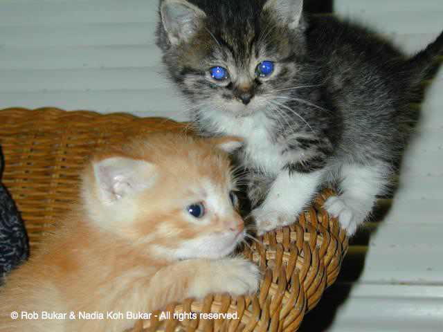 Simba and Skyy