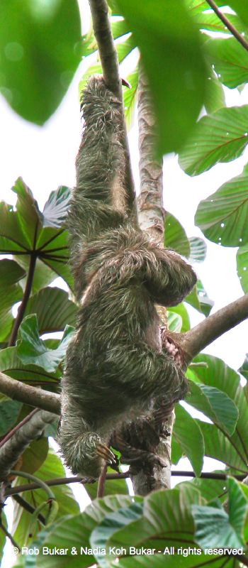 Sloth, Costa Rica