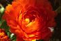 Orange Flower in Front of My House