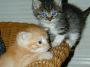 Simba and Skyy