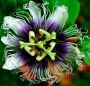 Passion Fruit Flower, Passionfruit Flower, Passionflower, Costa Rica