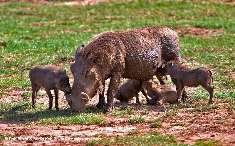 Warthogs