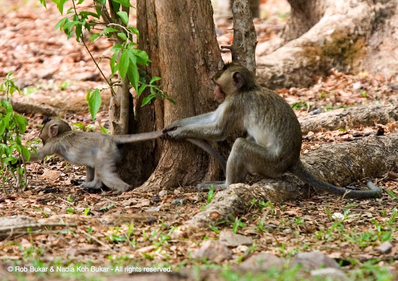 Monkey Pulling Tail, Angkor Wat