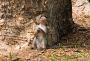 Baby Monkey (Praying), Angkor Wat