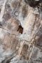 Bat in Angkor Temple