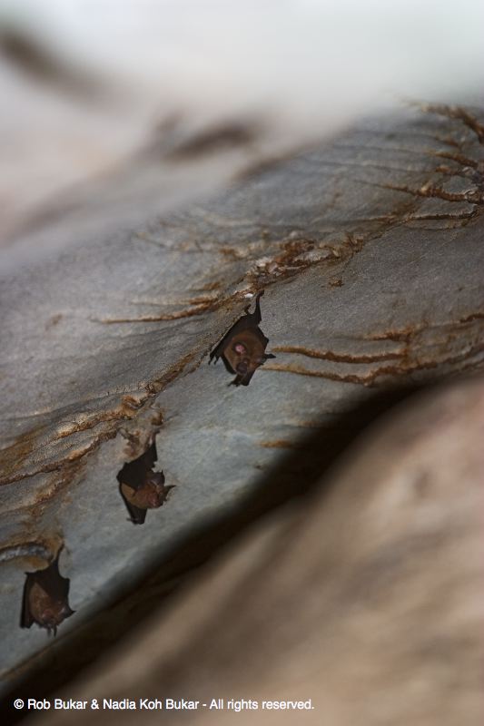 Bats
