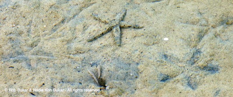 Fish and Star Fish, taken from Water Cottage, Lagen