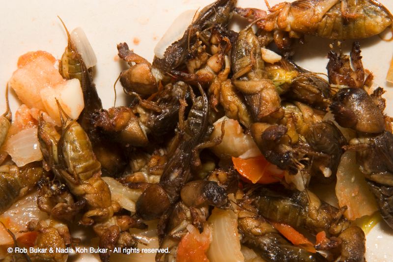 Camaro, delicious bugs that I ate