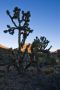 Joshua Trees in Hualapai Country