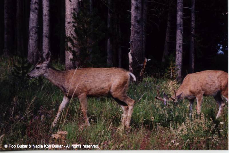 Deer