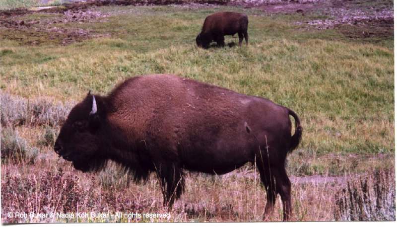 Bison
