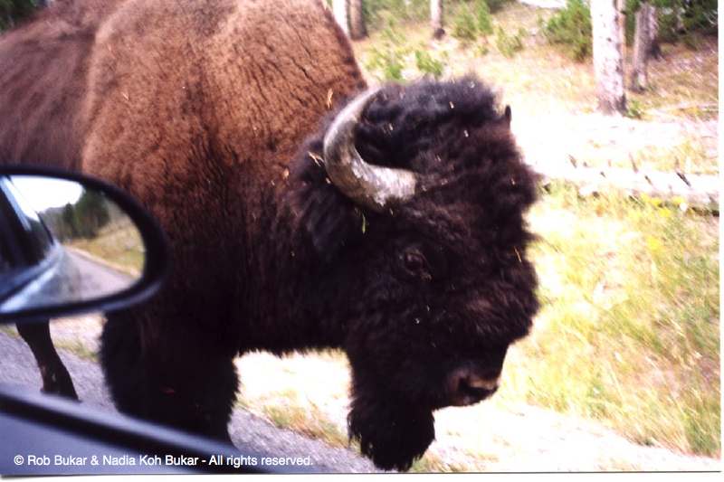 Bison Saying Hello