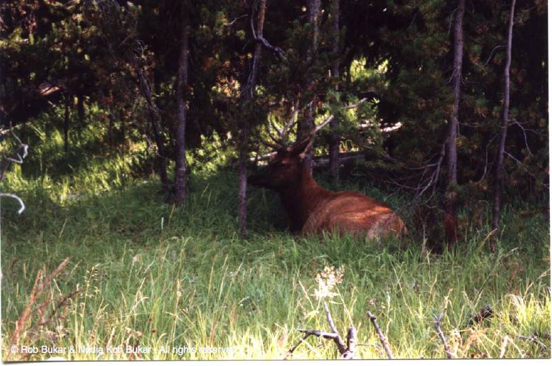 Elk