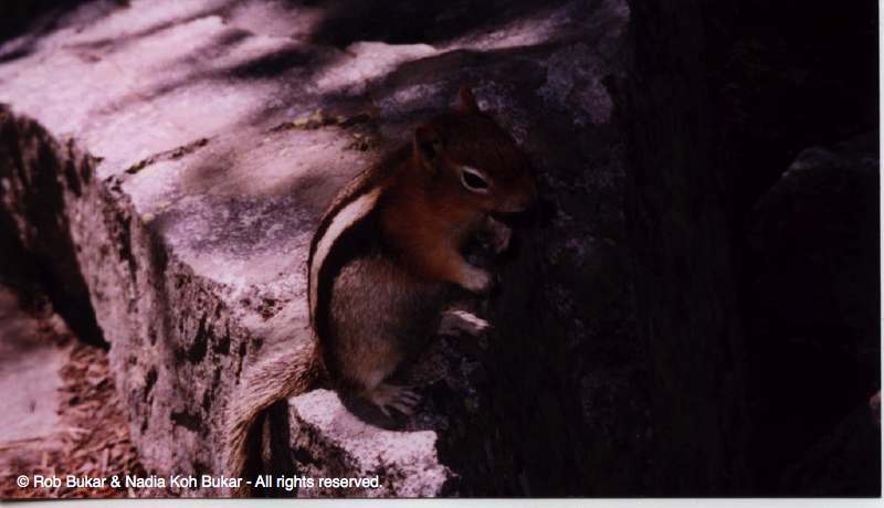 Cute Squirrel