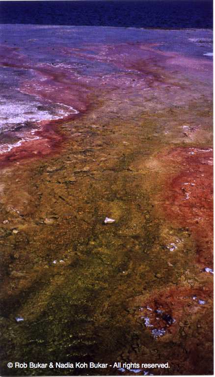 Colored Bacteria - Hot Spring
