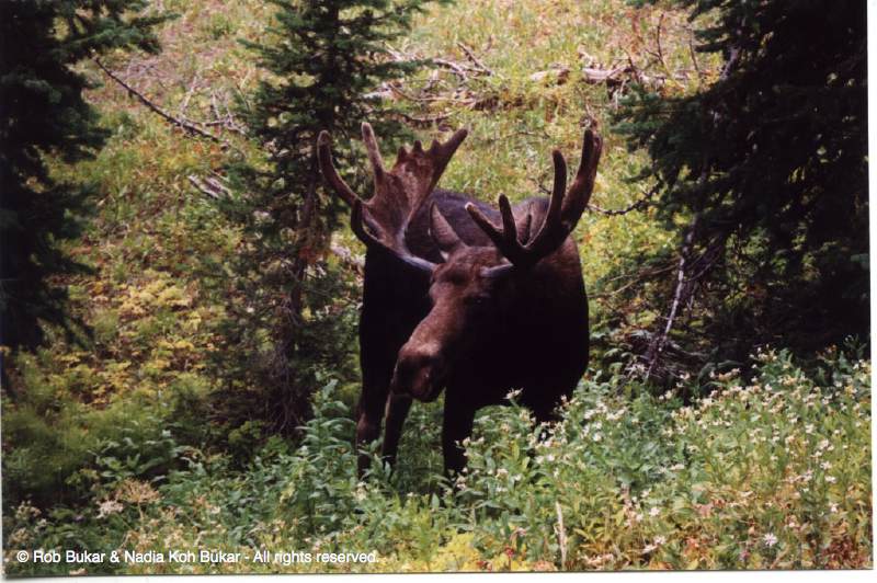 MOOSE!!!