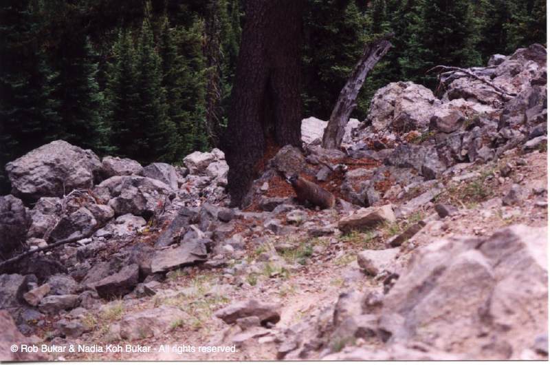 Yellow Bellied Marmot