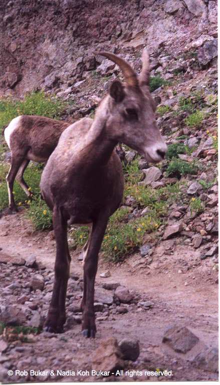 Mommy Big Horned Sheep