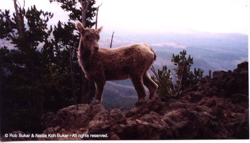 Baby Big Horned Sheep