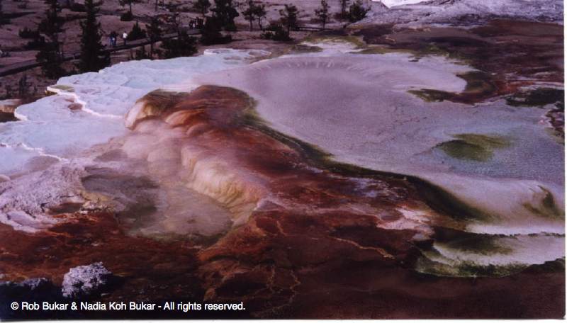 Mammoth Hot Spring