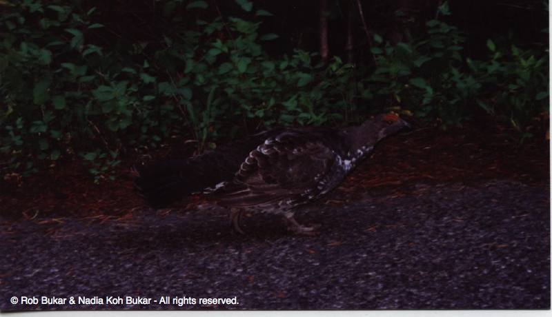 Rough Grouse