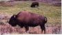Bison