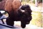Bison Saying Hello