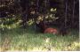 Elk