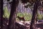 Cayote