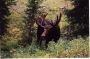 MOOSE!!!