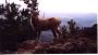 Baby Big Horned Sheep