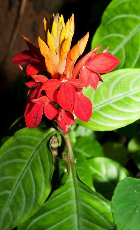 Flower, Botanical Gardens, Hilo