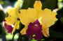 Yellow Orchid, Botanical Gardens