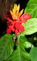 Flower, Botanical Gardens, Hilo